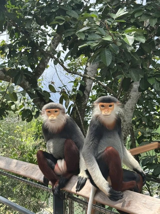 Rainforest Wild Asia – A Hidden Gem for Nature Enthusiasts