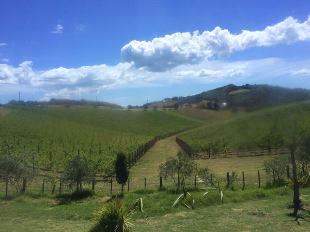 Waiheke 必訪酒莊｜Cable Bay：不只美酒，連羊排都讓人愛上