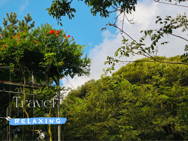 A Delightful Surprise at Jeju Cypress Forest