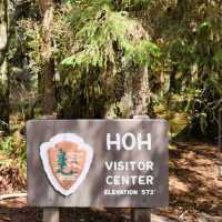 Hoh Rainforest – Olympic National Park, WA