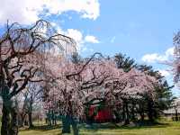 陸奧國分寺&木之下公園，被寺廟佛堂環繞的賞櫻名所