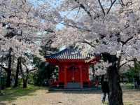 陸奧國分寺&木之下公園，被寺廟佛堂環繞的賞櫻名所