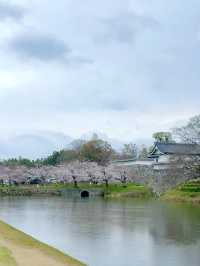 花見福岡：櫻花與古城交織的浪漫春日🌸