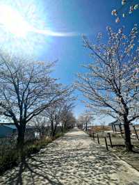 Title: Gwangju – The City of Light, Art, and Courage