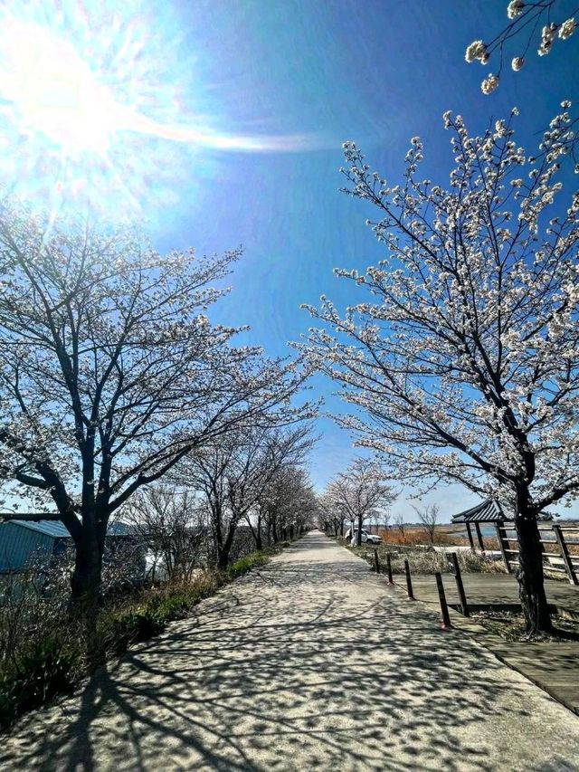 Title: Gwangju – The City of Light, Art, and Courage