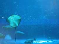 Vinpearl Sea Shell Aquarium
