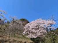 Cherry Blossoms Without the Chaos