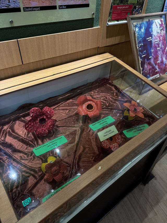 Does the rafflesia flower really smell bad💐?