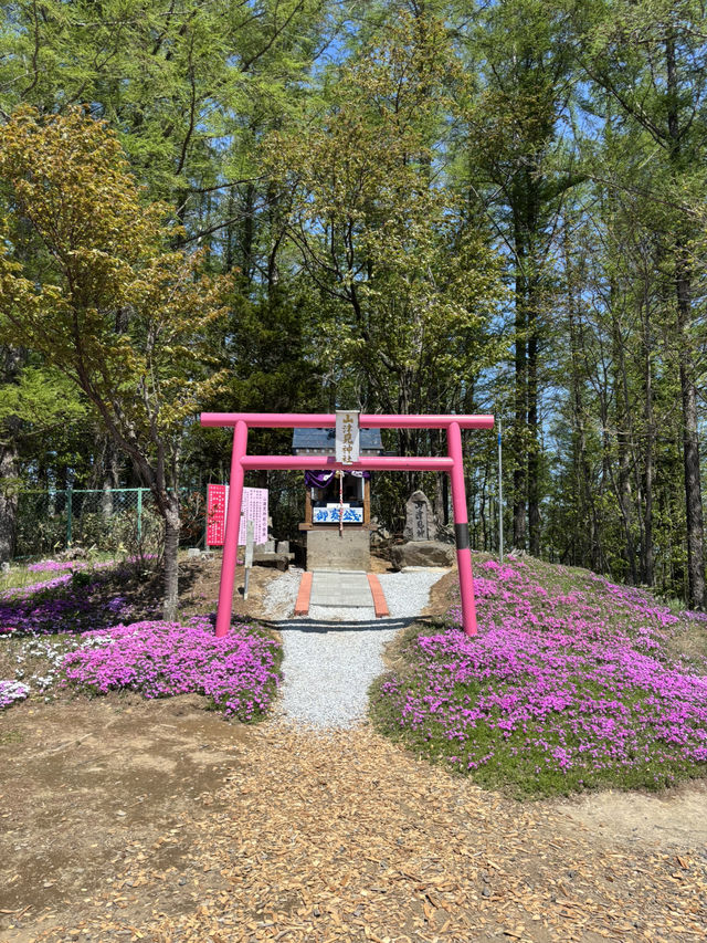ひがしもこと芝桜公園で春の絶景体験！ピンクのじゅうたんに包まれる感動スポット