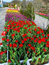 ECOLAND IN JEJU ISLAND.