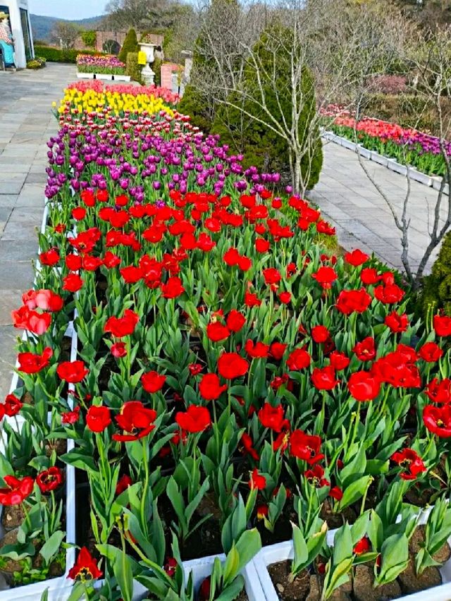ECOLAND IN JEJU ISLAND.