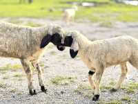 เหมือนอยู่นิวซีแลนด์ แต่ใกล้แค่ลพบุรี