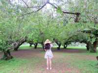 จัดเต็มที่เที่ยวบน•ดอยอ่างขาง•🌳🌧️