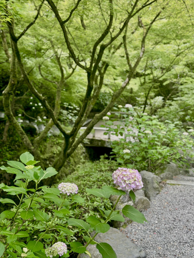 東福寺的繡球花季節🌸🏯
