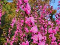 春遊：落日的景山公園限定