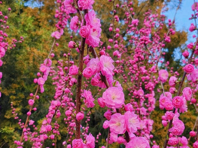 春遊：落日的景山公園限定