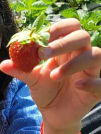 Pick your own strawberries in La Trinidad's Strawberry Farm