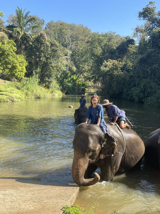 A Day with Elephants in Lampang