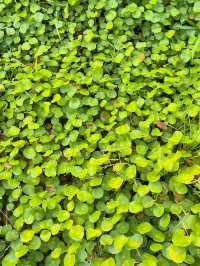 บ้านพักกลางทุ่งนาสีเขียวขจี ใกล้เมืองเชียงใหม่ 💚🌾