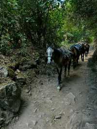 Walking the Ancient Path: Inca Trail to Machu Picchu