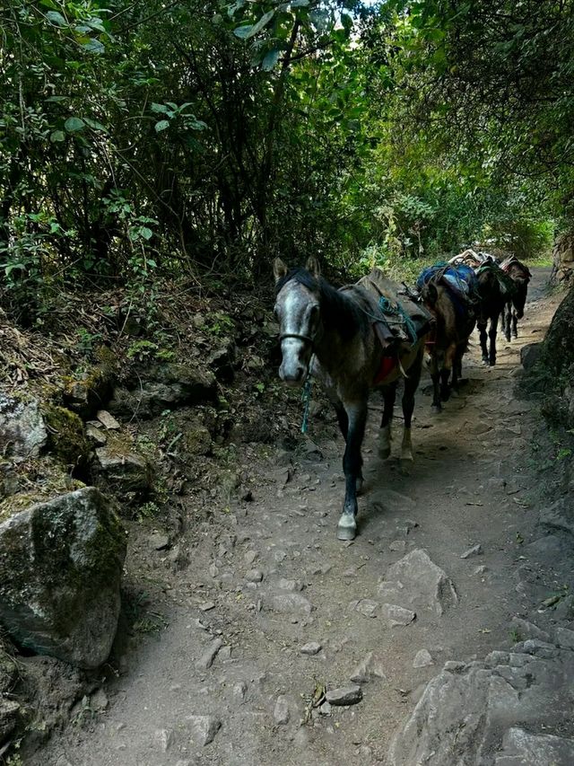 Walking the Ancient Path: Inca Trail to Machu Picchu
