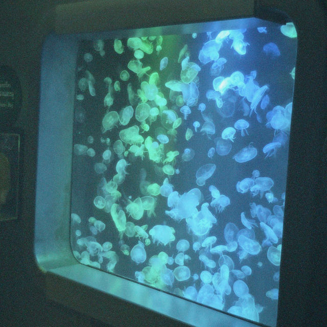 Bangsaen Aquarium - สื่อเรียนรู้ความบันเทิงใต้ทะเล