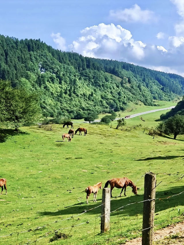 端午小旅行⛱️重慶仙女山🗻