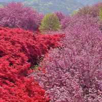 나만 알고싶은 꽃동산 🩷🌸