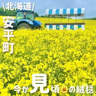 Canola Flower Field in Abira Town, Hokkaido
