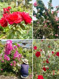 【大分】大分の初夏の有名スポット！華麗なバラ園✨