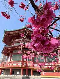 A Peaceful Escape in Ueno 🌸📖