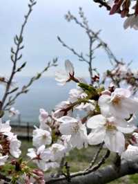 A Day in Nature in Suma, Kobe 🌊🌲