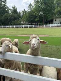 The Scenery Vintage Farm สวนผึ้ง🐑🌳