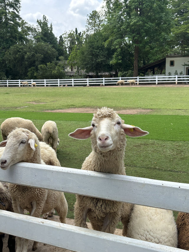 The Scenery Vintage Farm สวนผึ้ง🐑🌳
