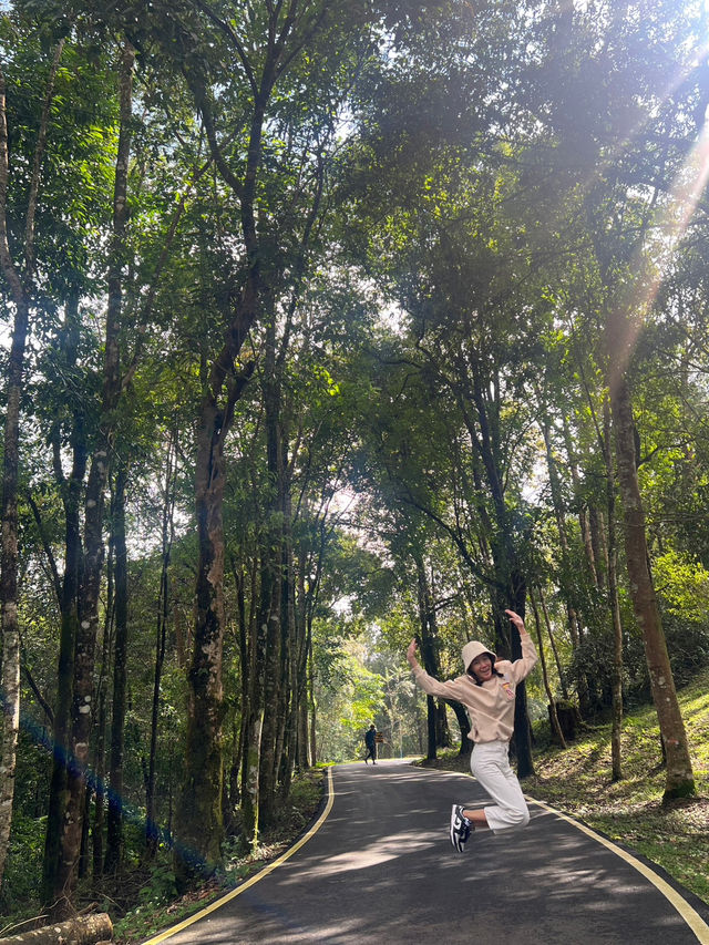  ตามหาใบเมเปิ้ลแดงกลางขุนเขา 🌄 🍁