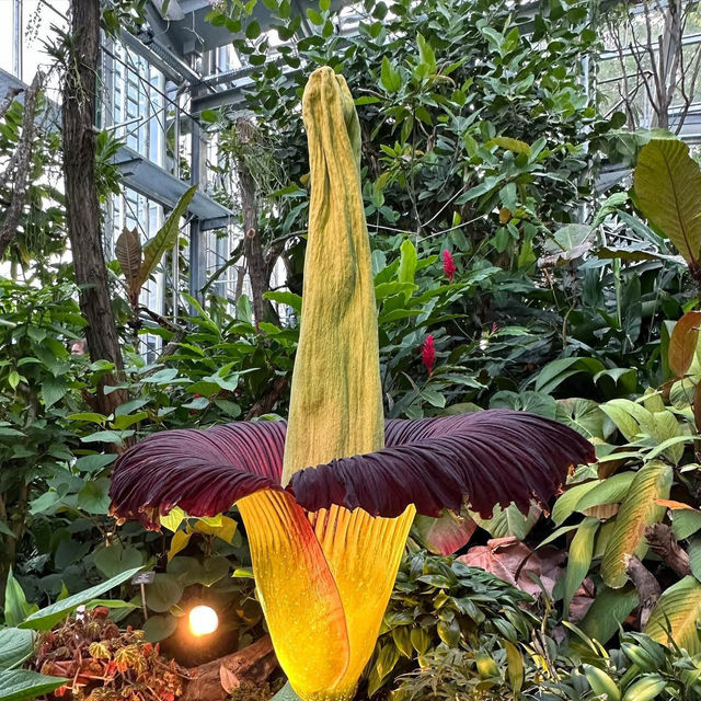 Step into a Living Museum: Basel’s Historic Botanical Garden in Summer