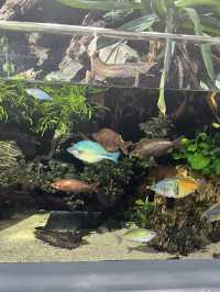 【兵庫】神秘的でアートな水族館