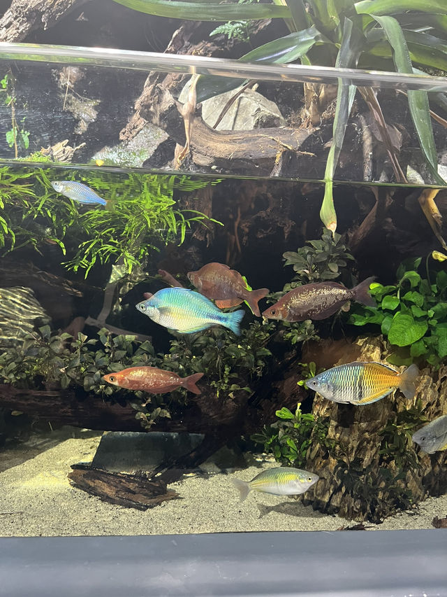 【兵庫】神秘的でアートな水族館