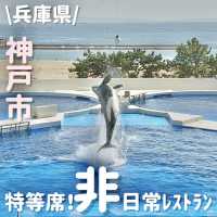 ココだけ⁉️シャチ見ながら贅沢ビュッフェ