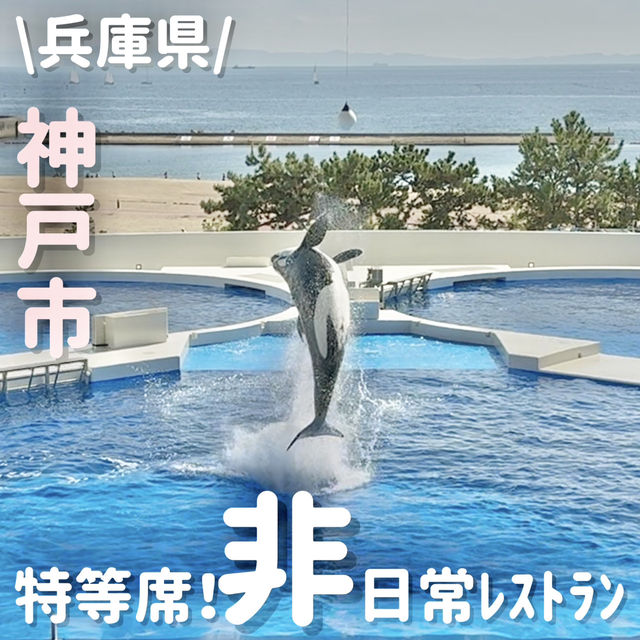 ココだけ⁉️シャチ見ながら贅沢ビュッフェ