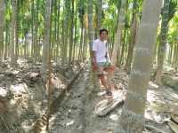 A Trip to a Betel Nut Farm