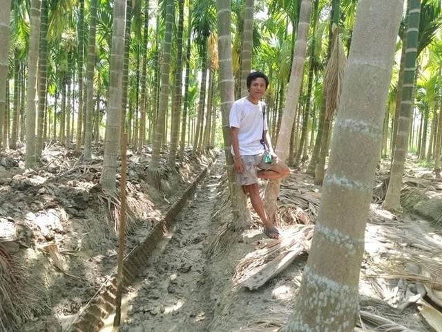 A Trip to a Betel Nut Farm