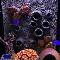 Aquarium Phuket 