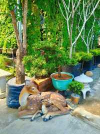 Chill Vibes and Caffeine: Desaru’s Affordable Plant Cafe Experience