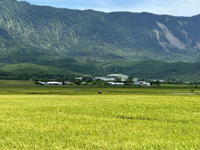 池上。金黃稻浪