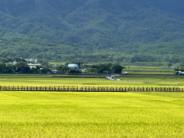 池上。金黃稻浪