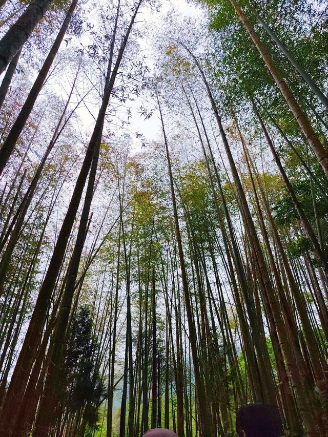 A Dreamy Walk at Alishan