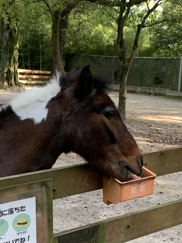 【大阪🇯🇵】ウォンバットに会える無料の動物園？！