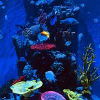 Aqua Planet Yeosu: An Immersive Journey into the Underwater World