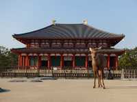 🛕 Peace and Presence at Kōfuku-ji, Nara
